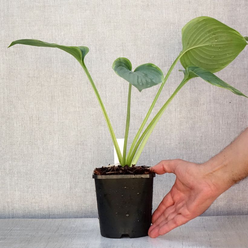 Hosta Wu-La-La - Plantain Lily 1.5L/2L pot sample as delivered in summer