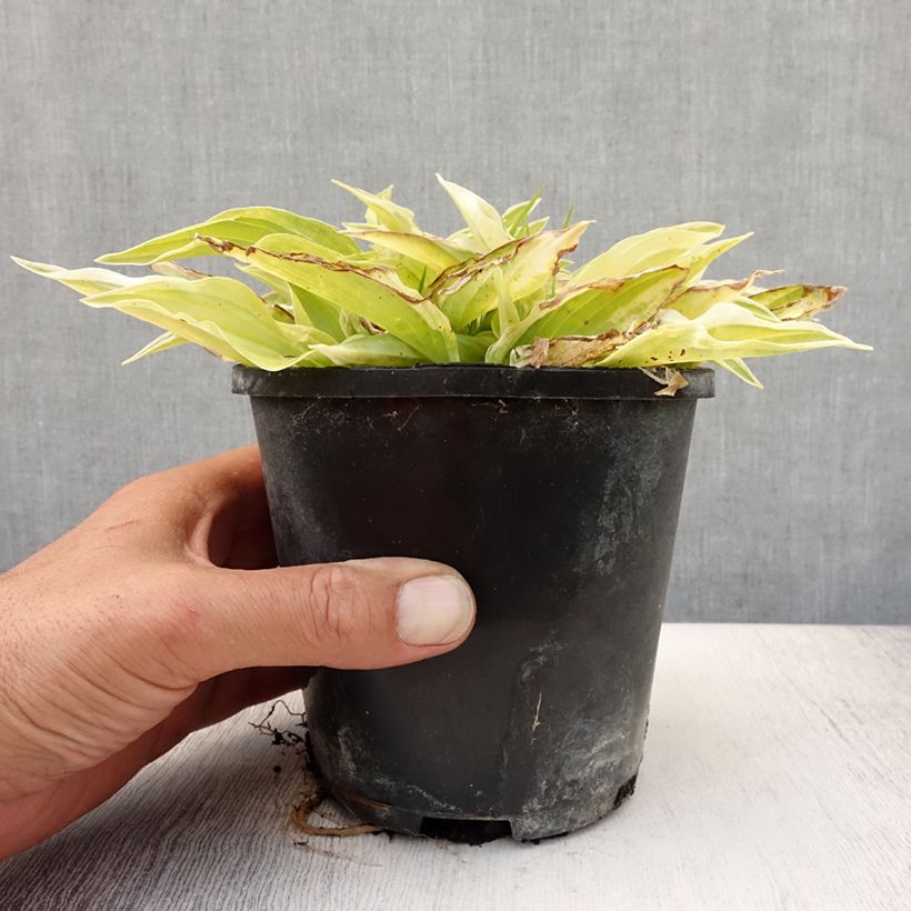 Hosta Yellow Polka Dot Bikini 1.5L/2L pot sample as delivered in summer