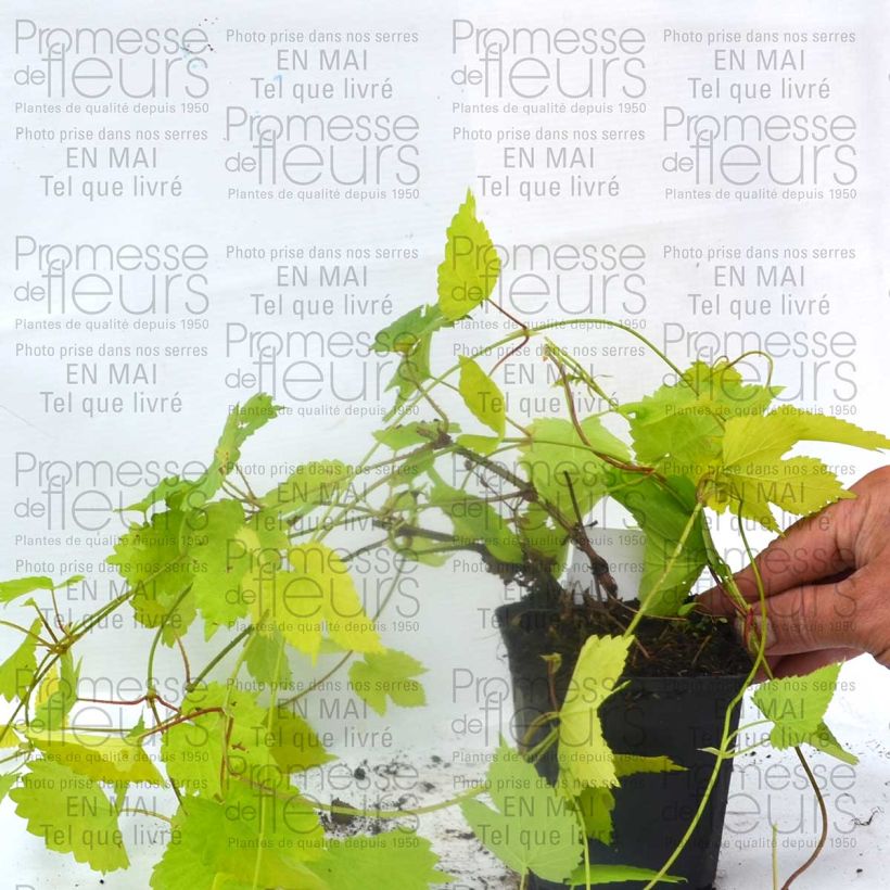 Example of Humulus lupulus Aureus 8/9 cm pot specimen as delivered