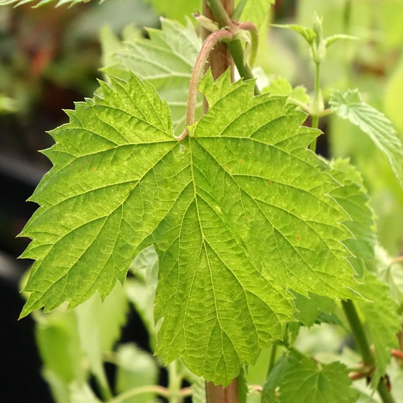 Humulus lupulus Hallertau Tradition - Common Hop (Foliage)