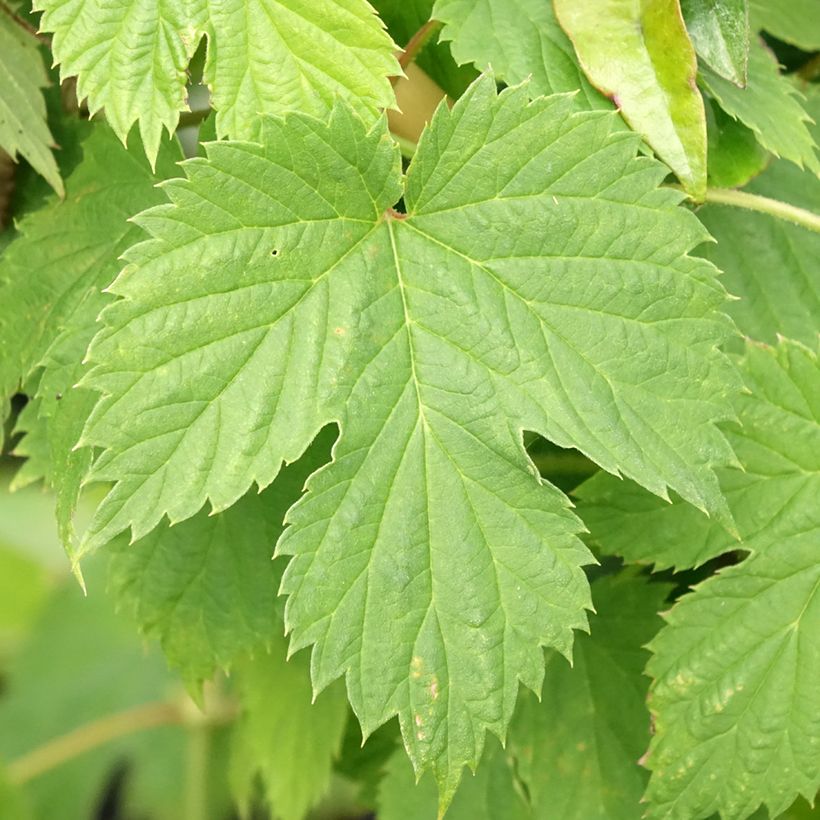 Humulus lupulus Hersbrucker - Common Hop (Foliage)