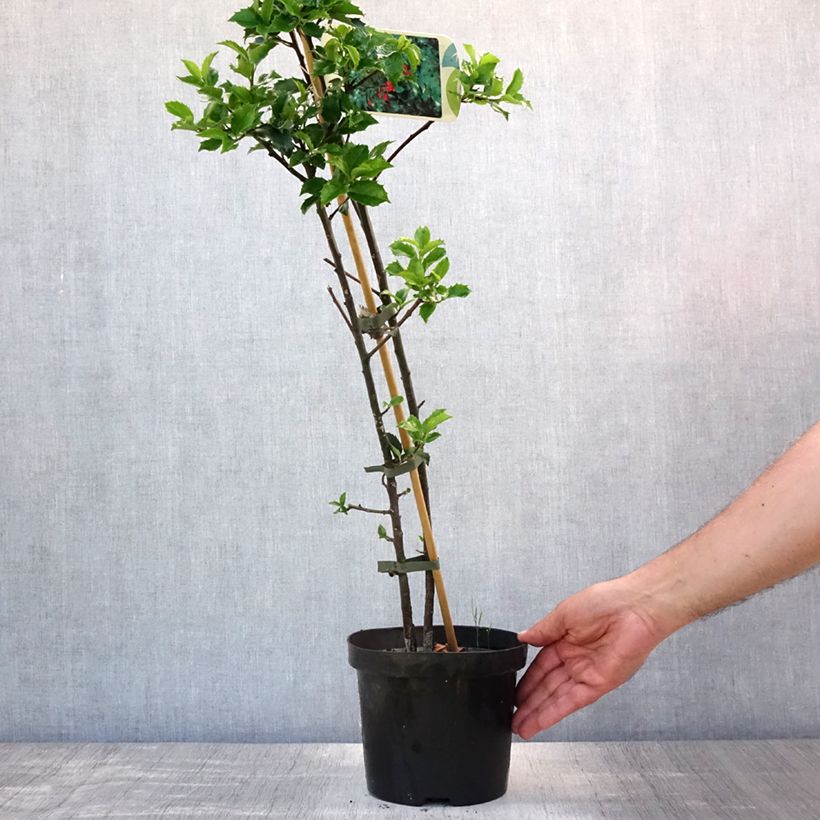 Ilex x meserveae Blue princess - Blue Holly 2L/3L pot sample as delivered in summer
