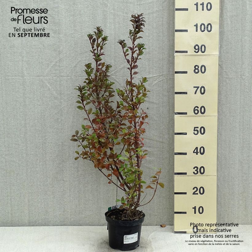 Ilex meserveae Hecken Star - Blue Holly 2L/3L pot sample as delivered in summer