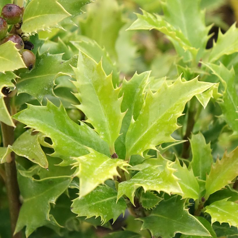 Ilex meserveae Magical Amoro Rosso (Foliage)