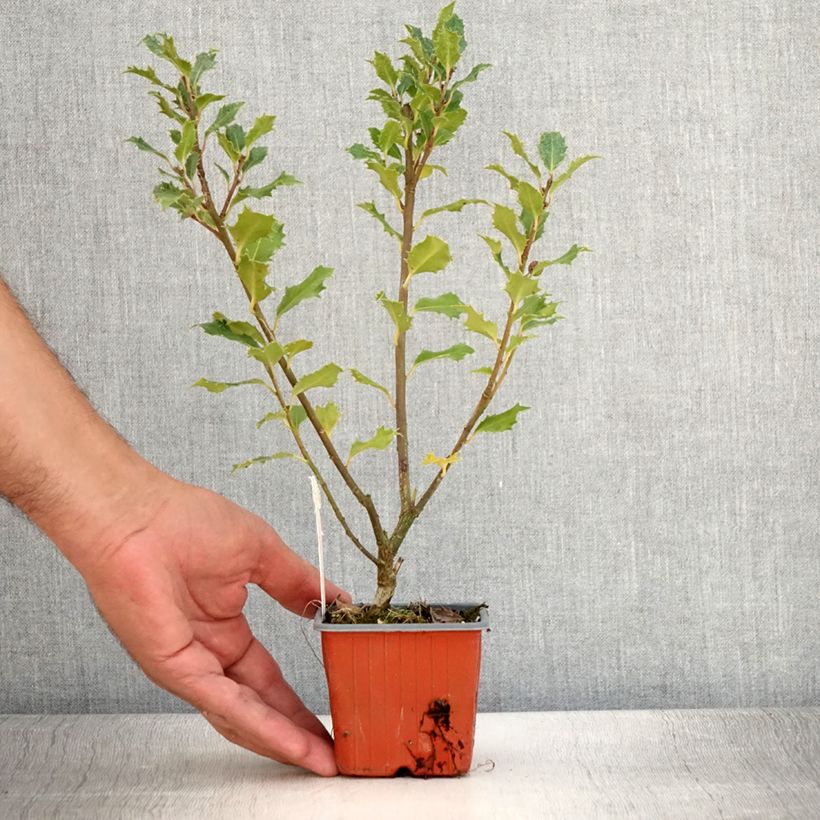 Ilex meserveae Magical Amoro Rosso 8/9 cm pot sample as delivered in summer