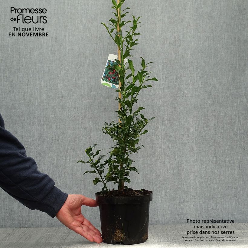 Ilex aquifolium Alaska - Common Holly 2L/3L pot sample as delivered in autumn