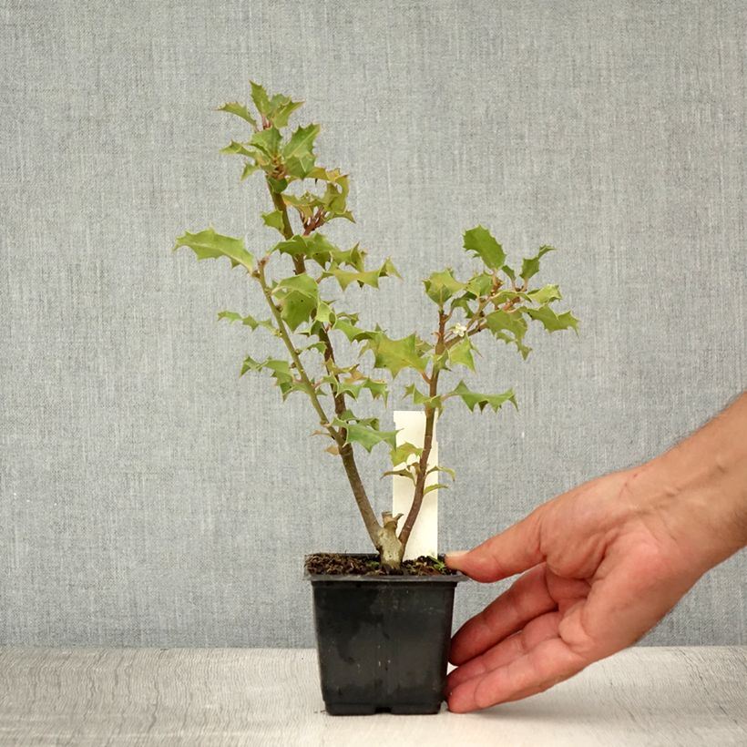 Ilex aquifolium - Common Holly 8/9 cm pot sample as delivered in summer