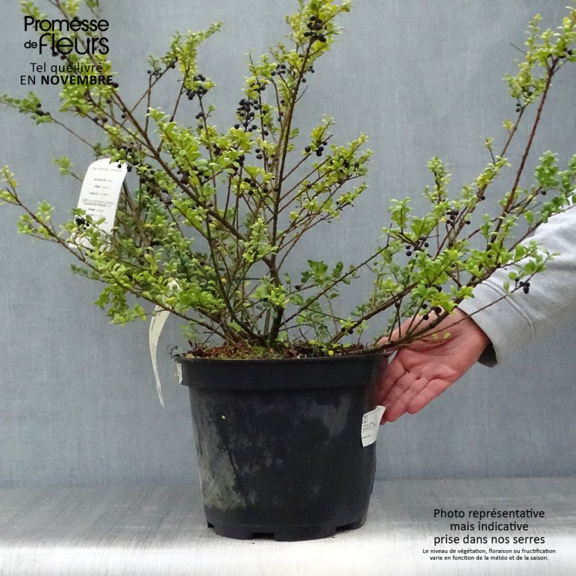 Crenate Holly - Ilex crenata Convexa 7.5L/10L pot sample as delivered in autumn