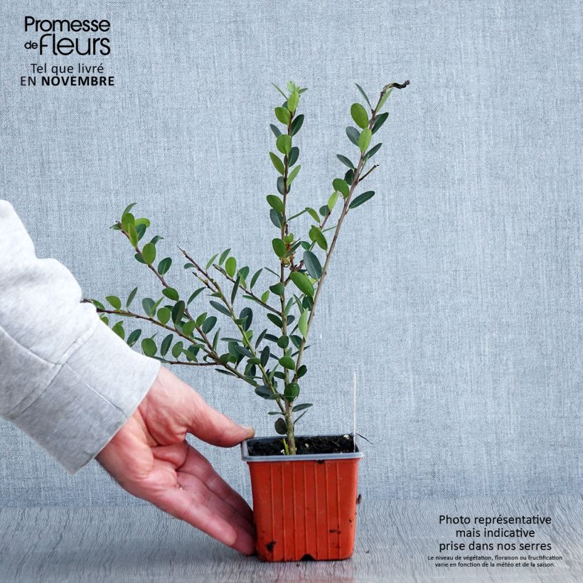 Crenate Holly - Ilex crenata Convexa 8/9 cm pot sample as delivered in autumn