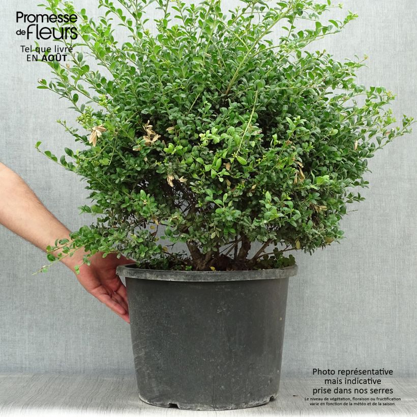 Ilex crenata Convexa - Japanese Holly 7.5L/10L pot sample as delivered in summer