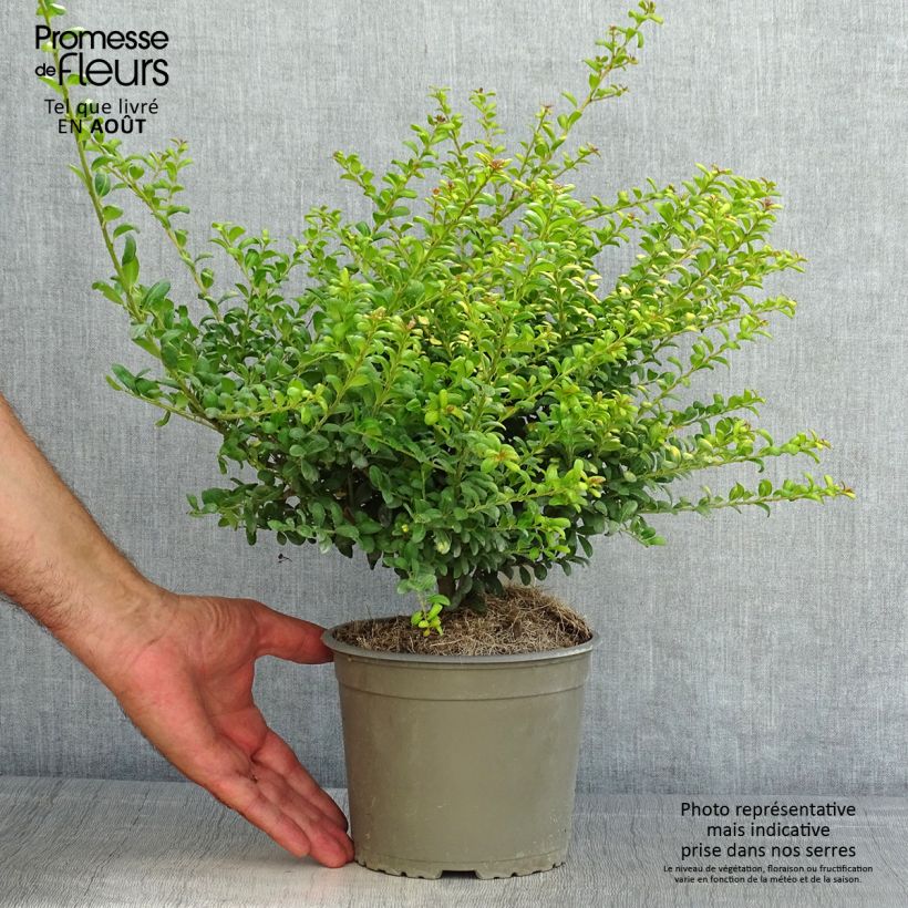 Ilex crenata Convexed Gold - Japanese Holly 2L/3L pot sample as delivered in summer