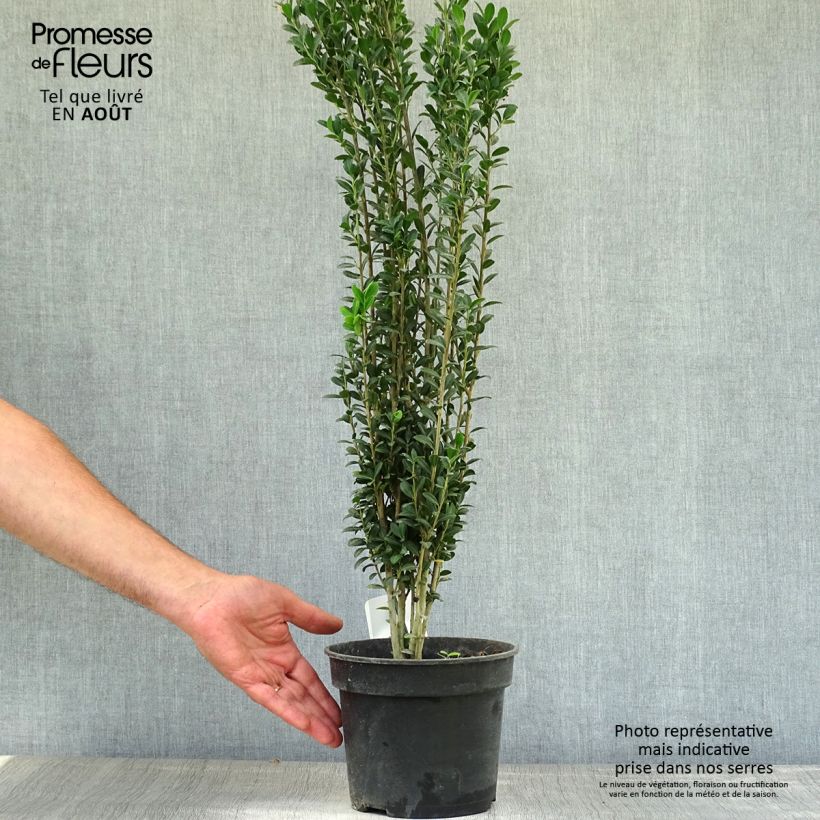 Ilex crenata Fastigiata - Japanese Holly 3L/4L pot sample as delivered in summer