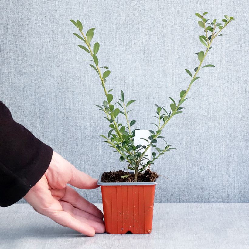 Ilex crenata Glory Gem - Japanese Holly 8/9 cm pot sample as delivered in winter