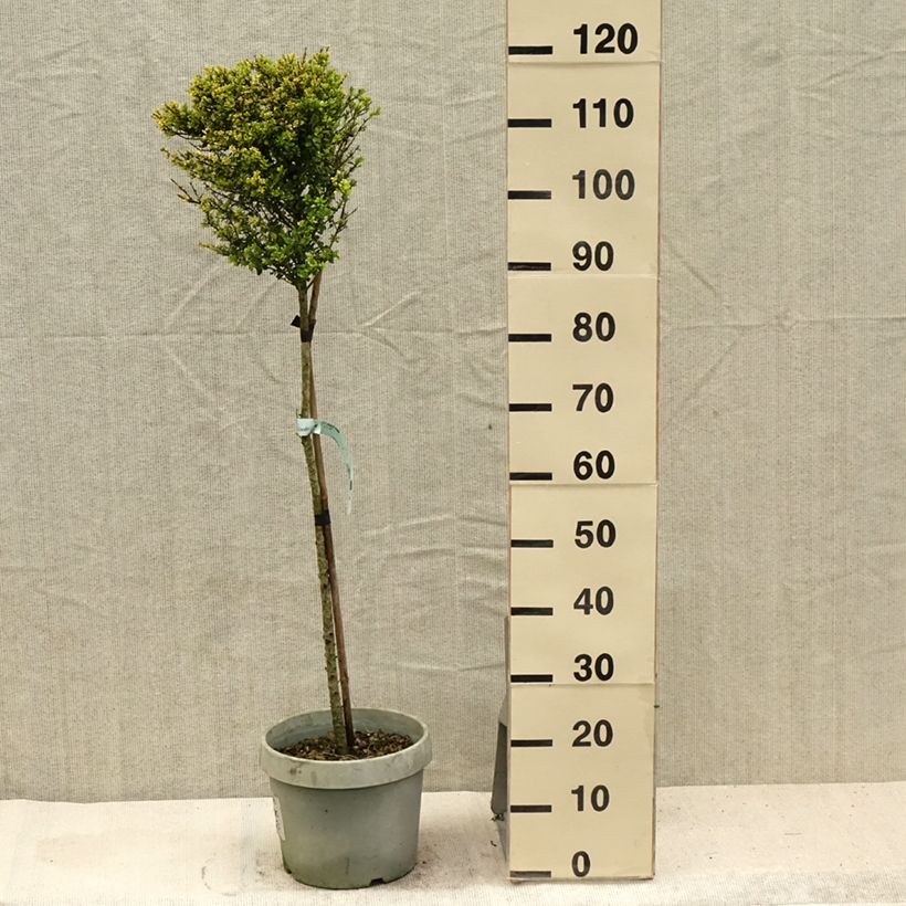 Ilex crenata Kinme 7.5L/10L pot sample as delivered in summer