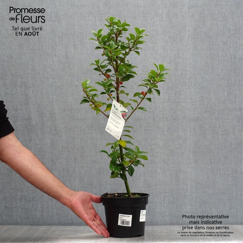 Ilex x meserveae Heckenfee - Blue Holly 2L/3L pot sample as delivered in summer