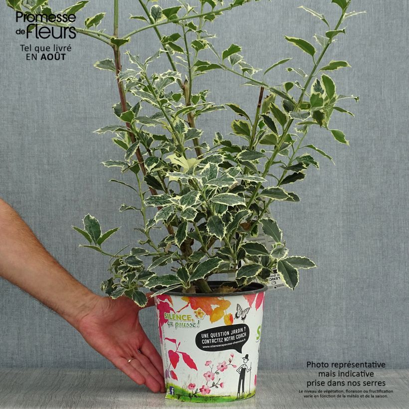 Ilex aquifolium Argenteomarginata - Common Holly 2L/3L pot sample as delivered in summer