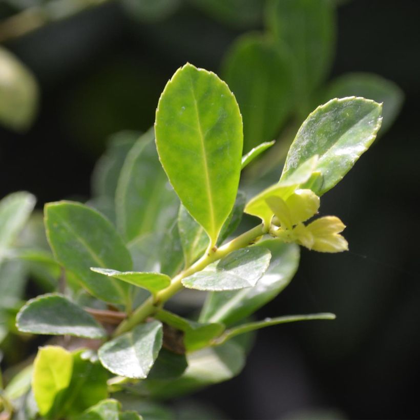 Ilex Golden King - Holly (Foliage)