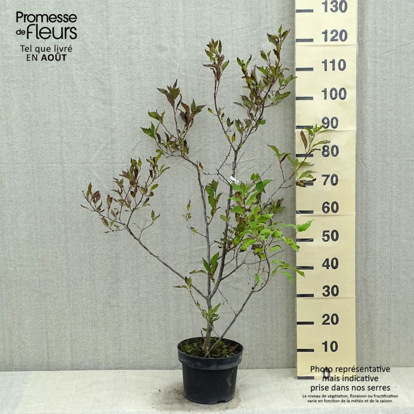 Ilex verticillata Magical Daydream 4L/5L pot sample as delivered in summer
