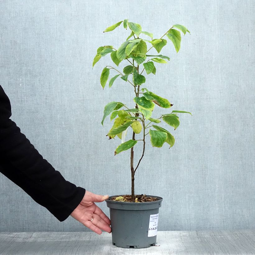 Hovenia dulcis 2L/3L pot sample as delivered in autumn