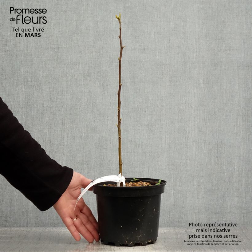 Hovenia dulcis 2L/3L pot sample as delivered in spring