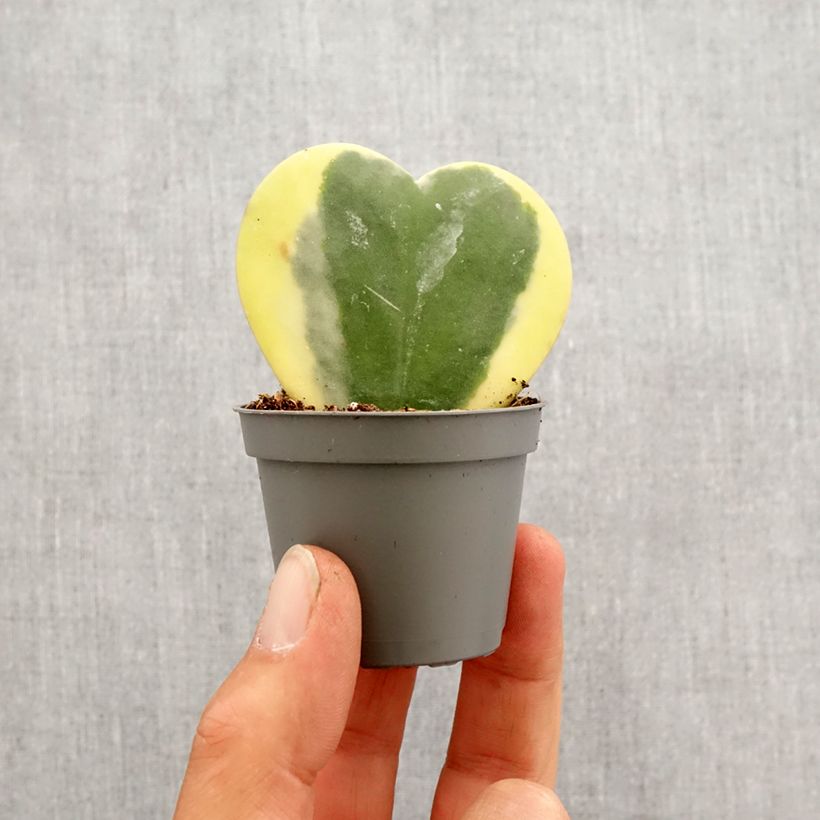 Hoya kerrii Variegata - Hoya heart Mini-plante sample as delivered in spring