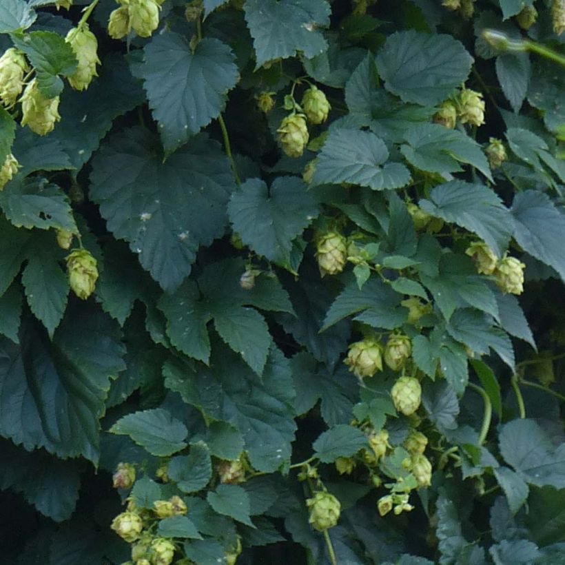 Humulus lupulus - Common Hop (Foliage)