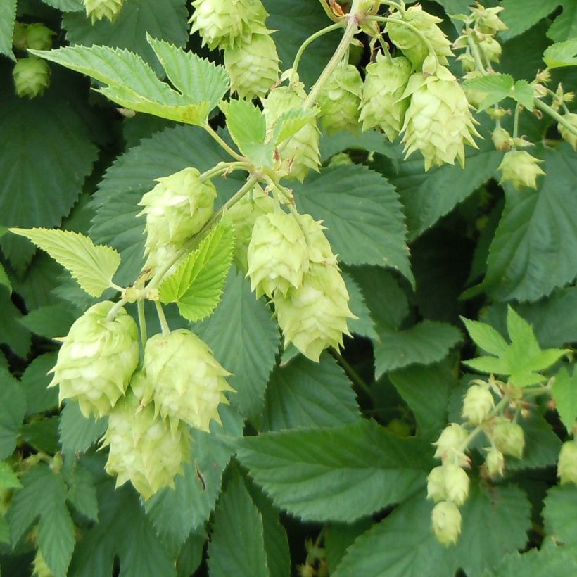 Humulus lupulus - Common Hop (Flowering)