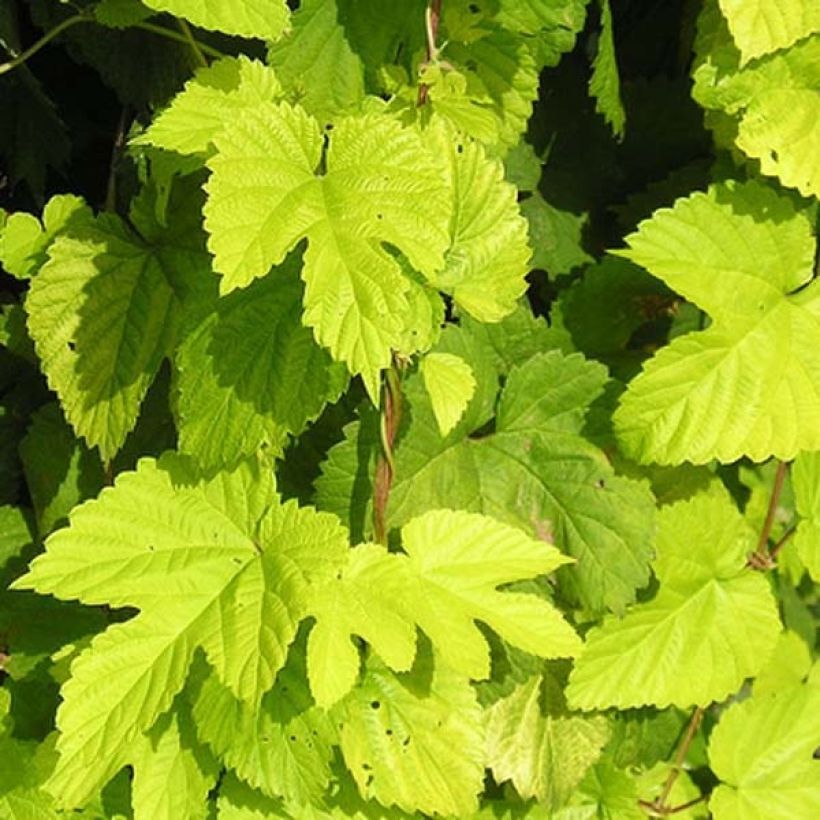 Humulus lupulus Aureus (Foliage)