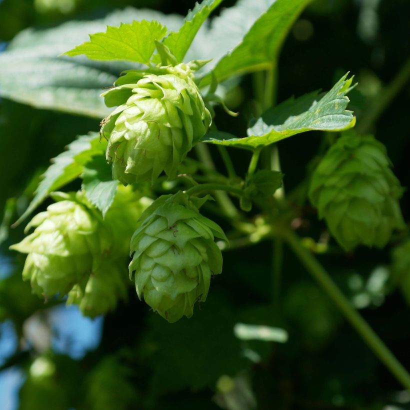 Humulus lupulus Magnum - Common Hop (Flowering)