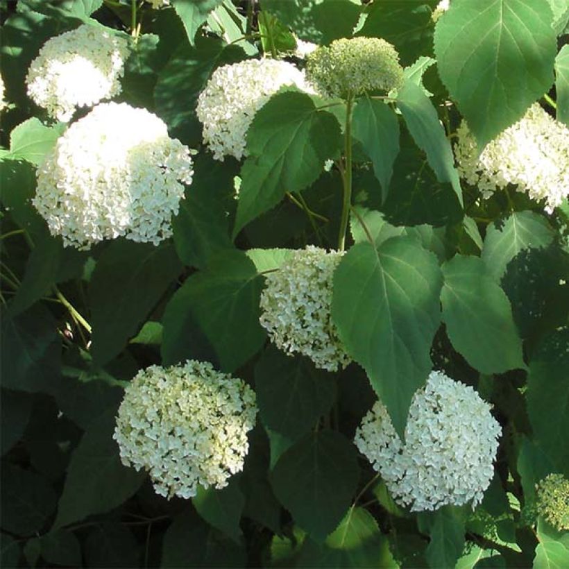 Hydrangea arborescens Annabelle (Flowering)