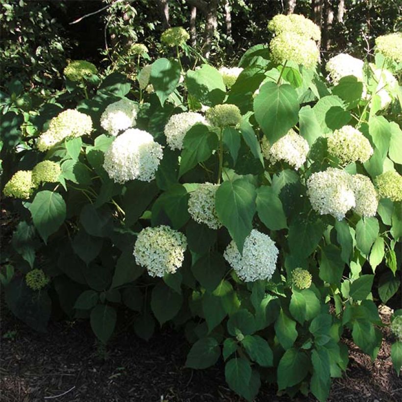 Hydrangea arborescens Annabelle (Plant habit)