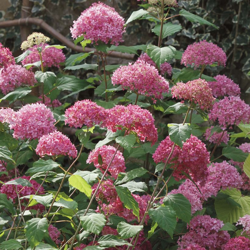 Hydrangea arborescens Bella Anna (Plant habit)