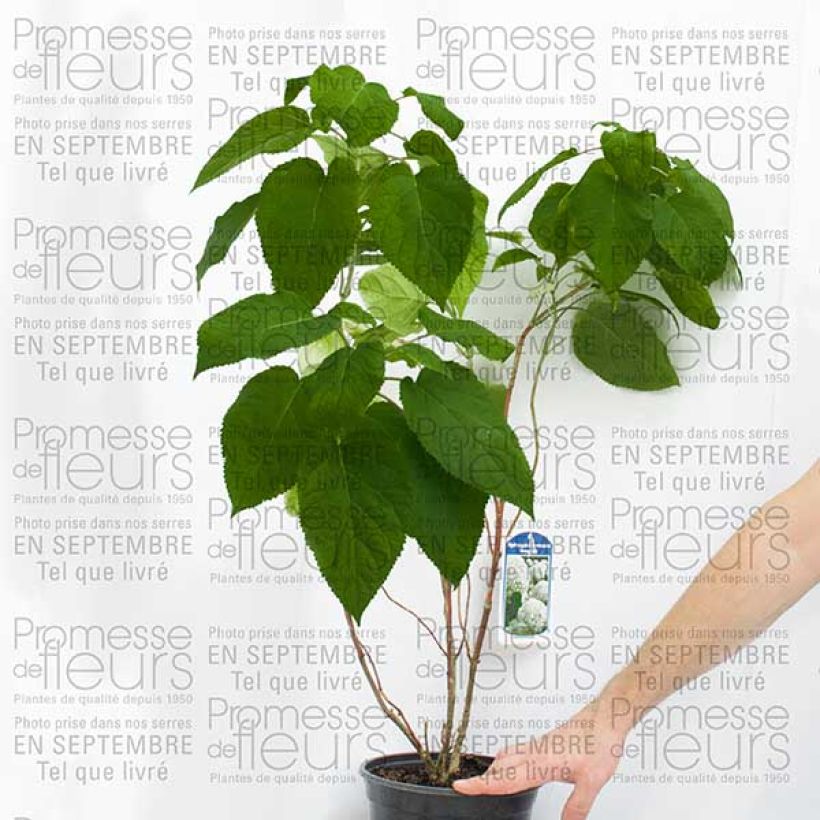 Example of Hydrangea arborescens Bella Anna 4L/5L pot specimen as delivered
