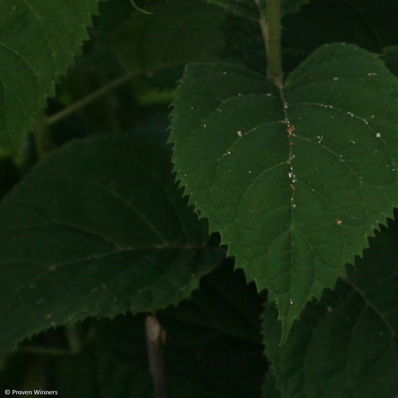 Hydrangea arborescens BellaRagazza Blanchetta (Foliage)