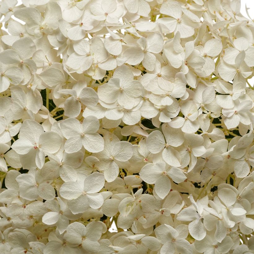 Hydrangea arborescens BellaRagazza Blanchetta (Flowering)