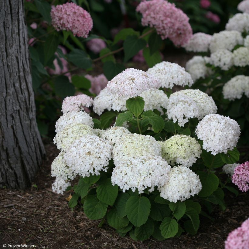 Hydrangea arborescens BellaRagazza Blanchetta (Plant habit)