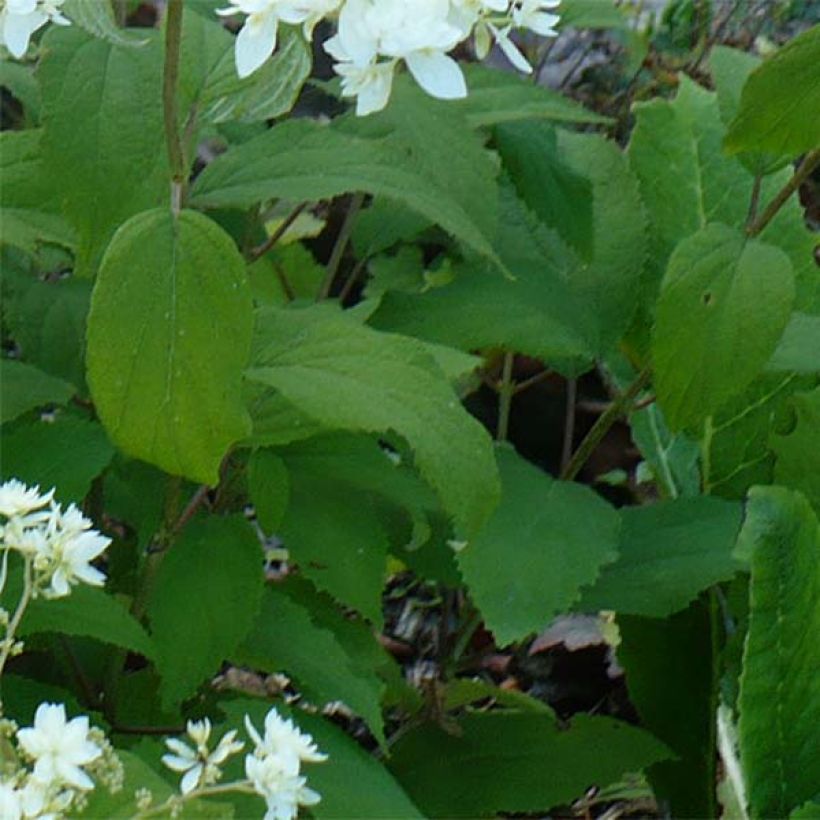 Hydrangea arborescens Hayes Starburst (Foliage)