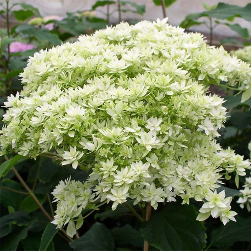 Hydrangea arborescens Hayes Starburst (Flowering)