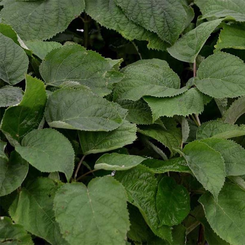 Hydrangea arborescens Strong Annabelle - Incrediball (Foliage)