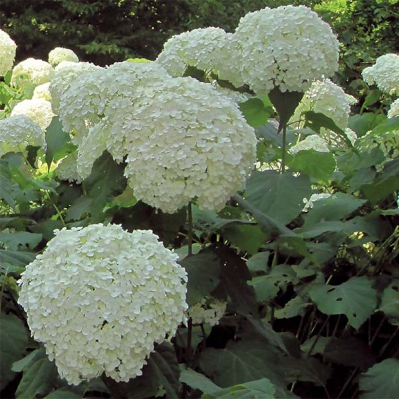 Hydrangea arborescens Strong Annabelle - Incrediball (Flowering)