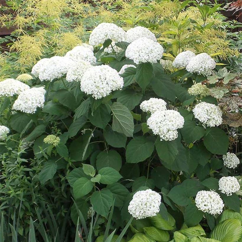 Hydrangea arborescens Strong Annabelle - Incrediball (Plant habit)