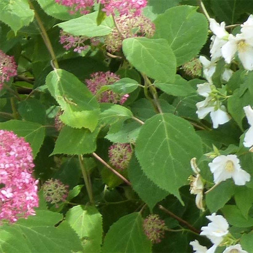 Hydrangea arborescens Pink Annabelle - Invicibelle (Foliage)