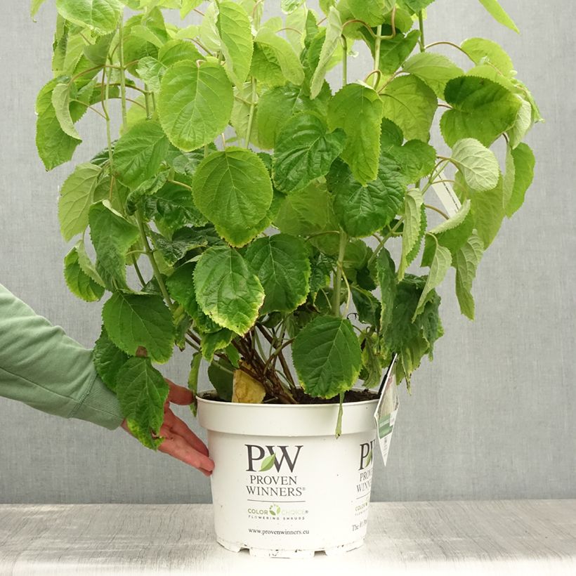 Hydrangea arborescens Strong Annabelle - Incrediball 7.5L/10L pot sample as delivered in summer
