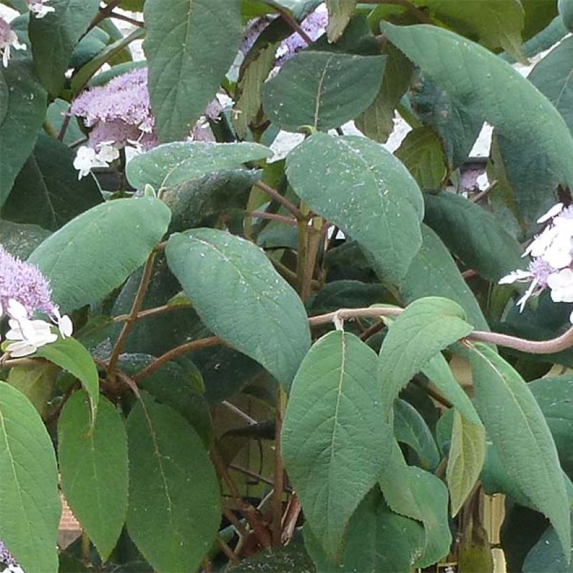 Hydrangea aspera Macrophylla (Foliage)