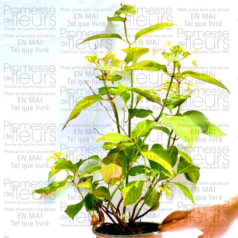 Example of Hydrangea macrophylla Dolce Kiss 2L/3L pot specimen as delivered