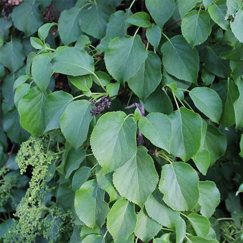 Hydrangea anomala subsp. petiolaris- Climbing Hydrangea (Foliage)