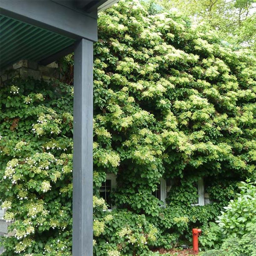 Hydrangea anomala subsp. petiolaris- Climbing Hydrangea (Plant habit)