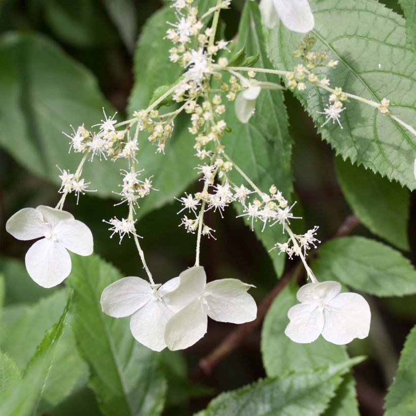 Hydrangea heteromalla (Flowering)