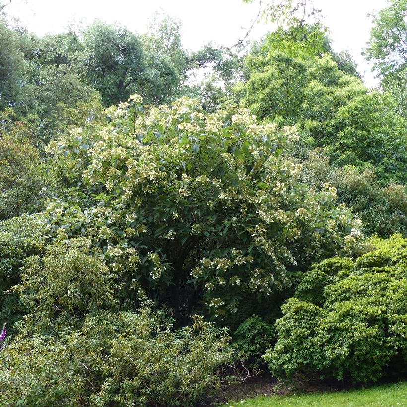 Hydrangea heteromalla (Plant habit)