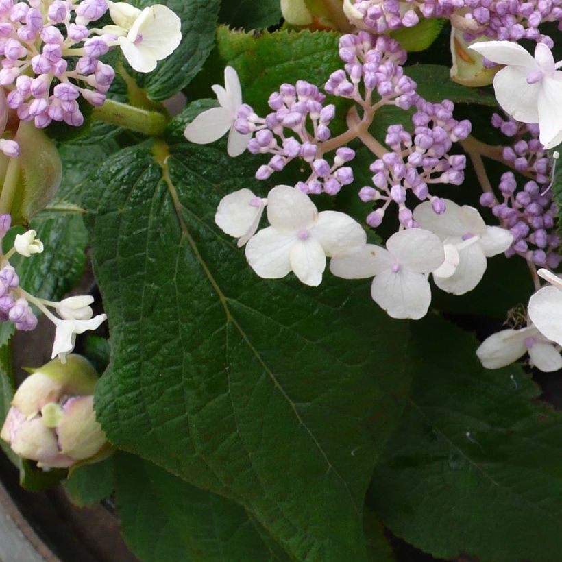 Hydrangea involucrata Late Love (Foliage)